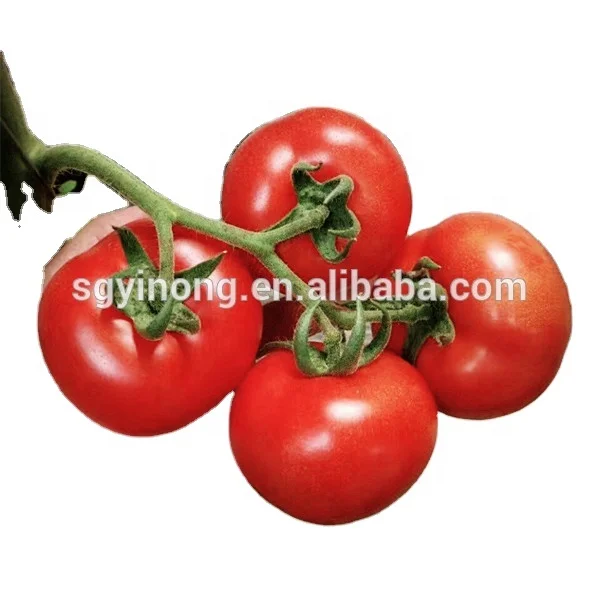 Loreal F1 Big red fruit heat resistant hybrid tomato seeds