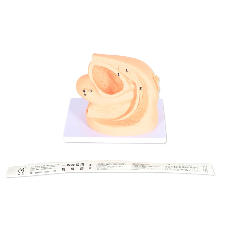 Advanced Female Internal and External Genital Organs