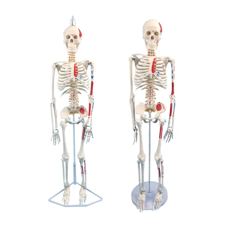 Hot Sale Medical Science Medical Anatomical Model Anatomy Model Human Skeleton Model