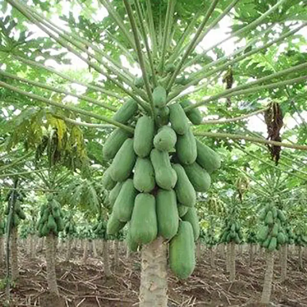 Premium Grade Tropical 1 Foot Papaya Seeds Hybrid Fruit Wholesale Best Price Malaysia In Bag