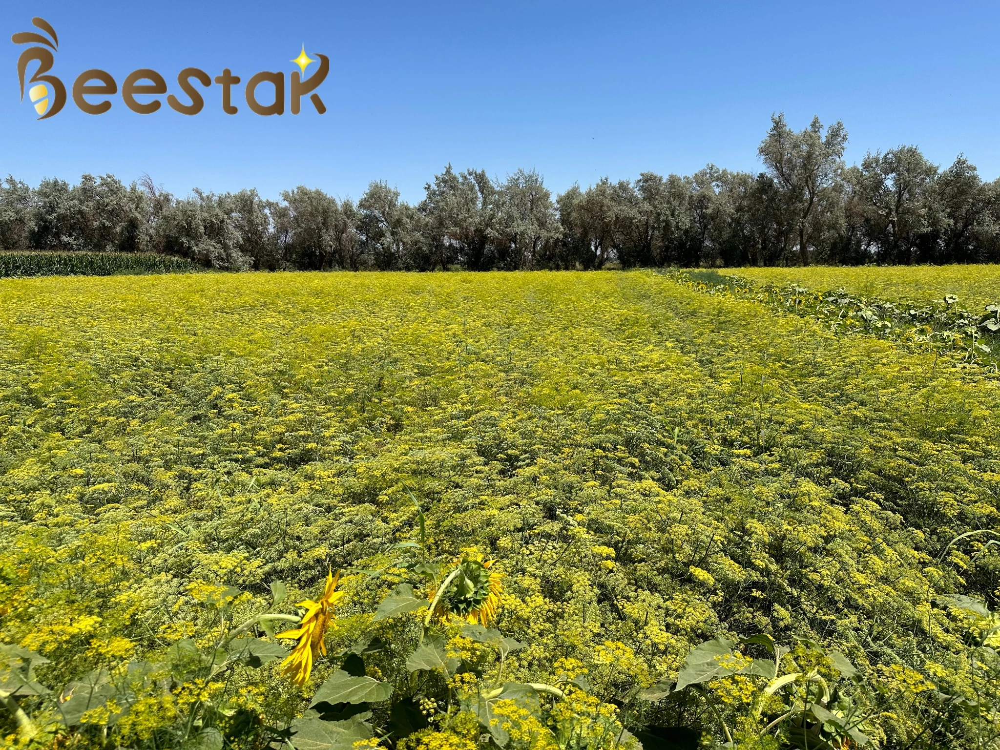 Factory supply 100%  natural Traditional herb honey  high quality honey packed in barrel