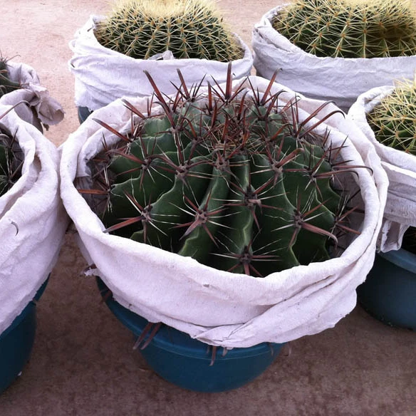 
 Феррокактус, американский кактус  