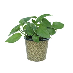 plastic manufacturing plant pot Greenhouses pots cheap flower plants sale china flower pots manufacturer flowerpots plant