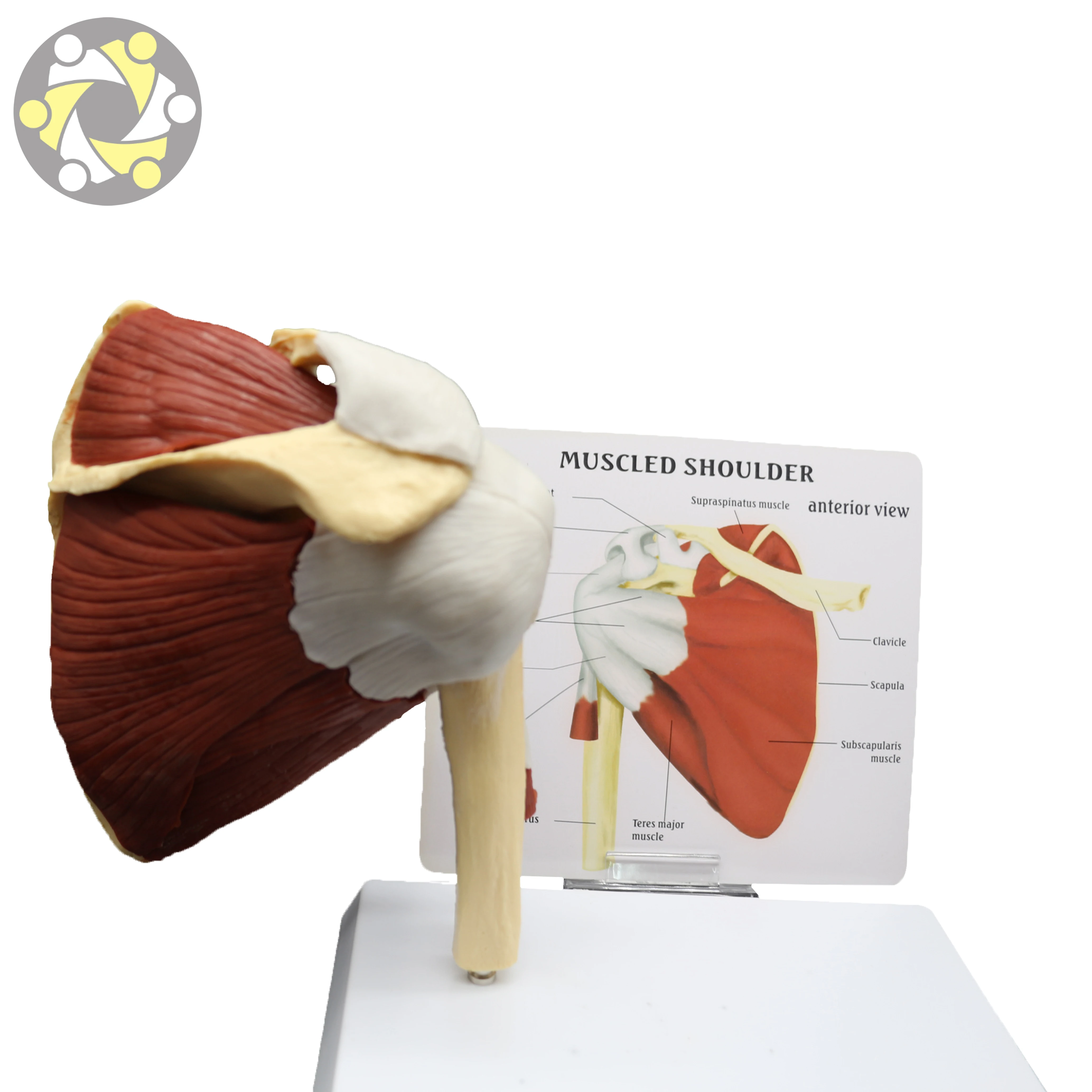 Medical Science Human Shoulder Joint Skeleton Model with Muscle