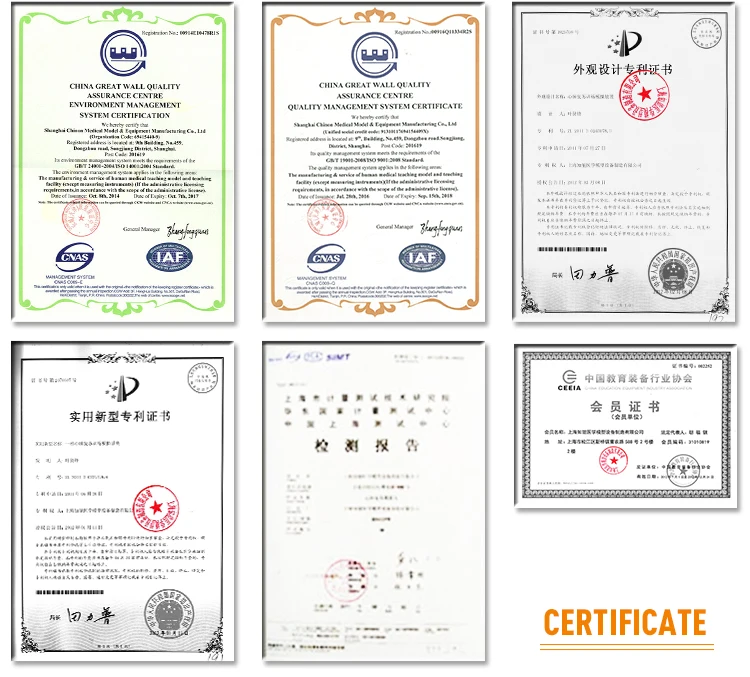 ADA-A1025 human life-size skeleton knee joint model for medical training