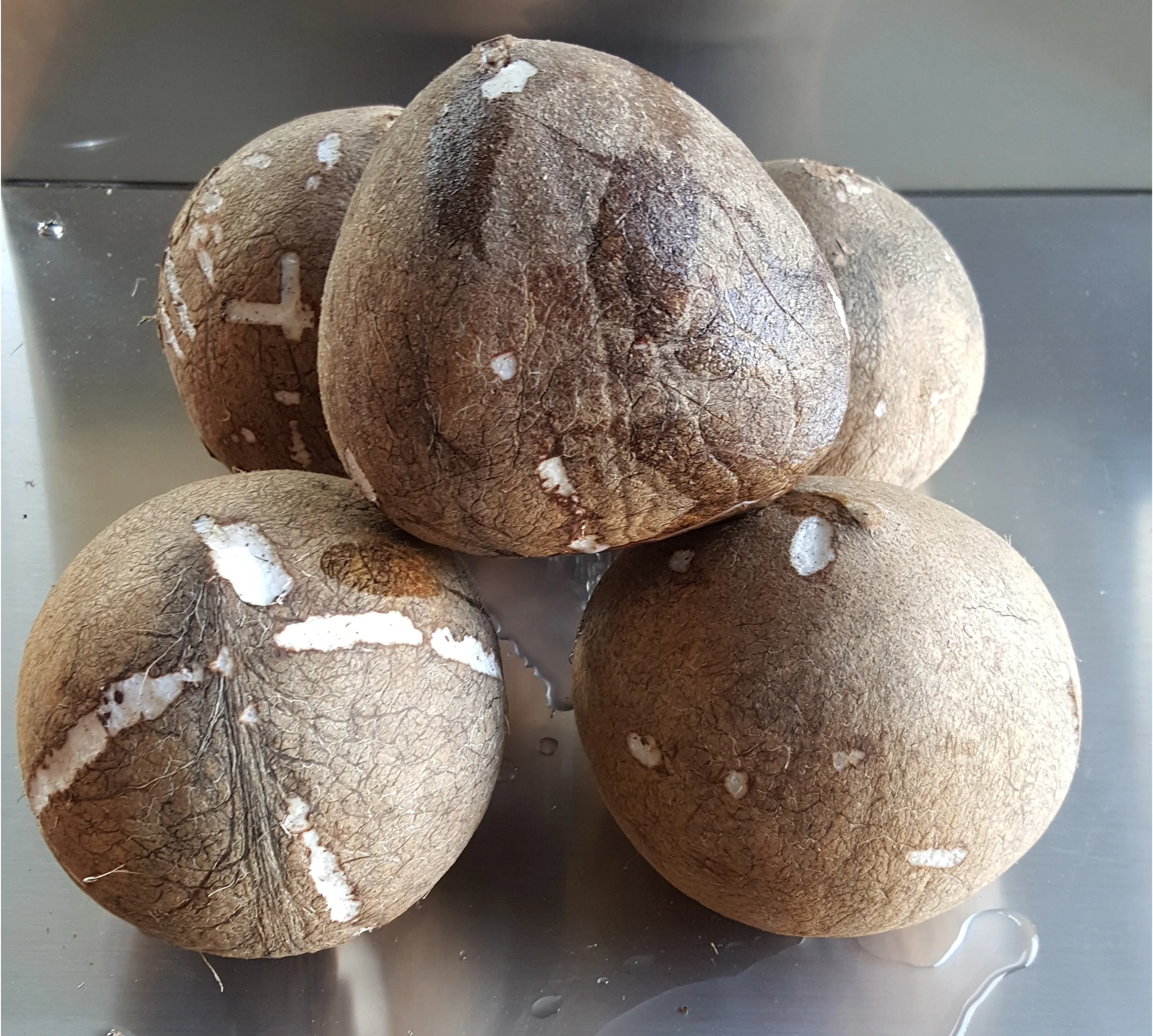 Coconut peeling machine for brown skin coconut peeler machine