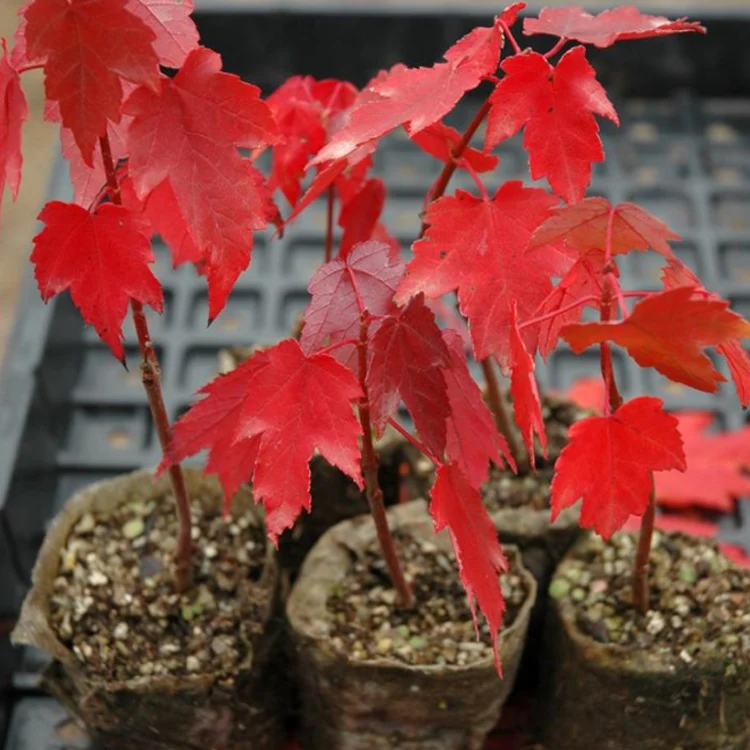 Eco Friendly Non Woven Fabric Biodegradable grow bag Vegetables Plant pot Flower Grow Seedlings  Pot  tree Seedlings bag