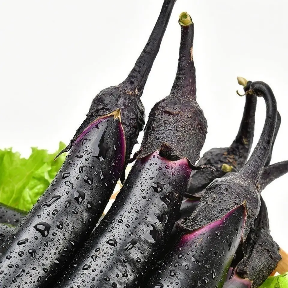 High Quality Product From China Fresh Eggplant Healthy New Natural And Organic Vegetables With Good Price