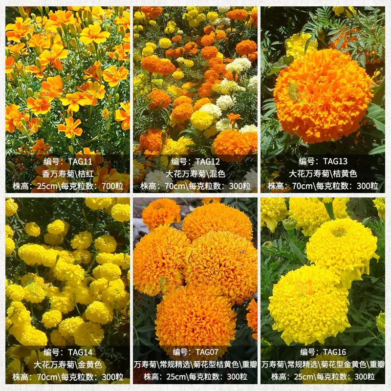 2021 семян хризантемы высокой чистоты, гибридные семена календулы