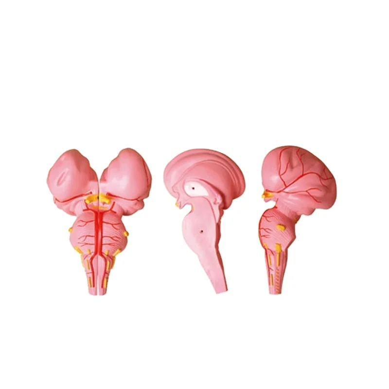 Medical Anatomical Model Science Human Brain Stem Teaching Education