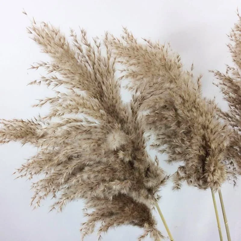 Wholesale Decorative Vase Pampas Grass Flower Arrangement Xiaochai Reed Dried Flowers