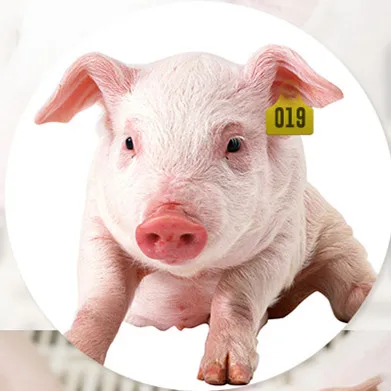 HED-ET113 Animal ear tag manufacturer ear tag for pigs custom Animal Ear Tags