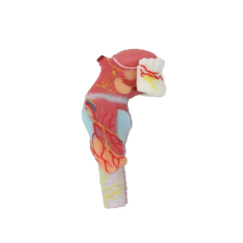 Manufactory Direct Larynx Human Anatomical Model Soft Silicone Anatomy Models