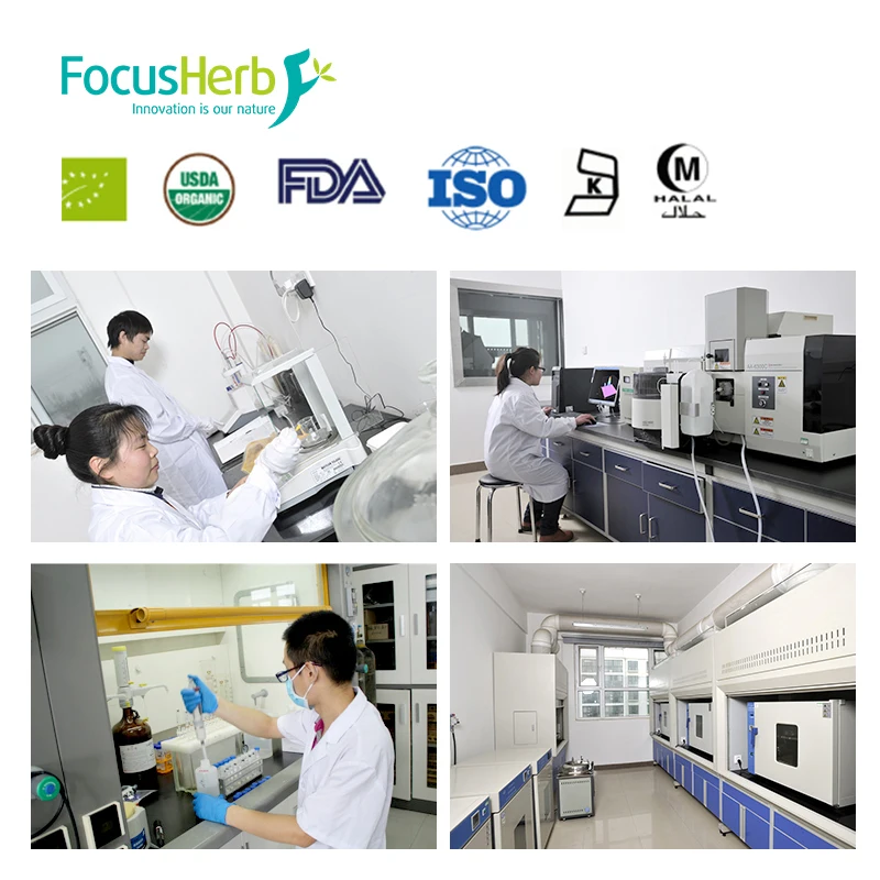 
FocusHerb L Histidine 