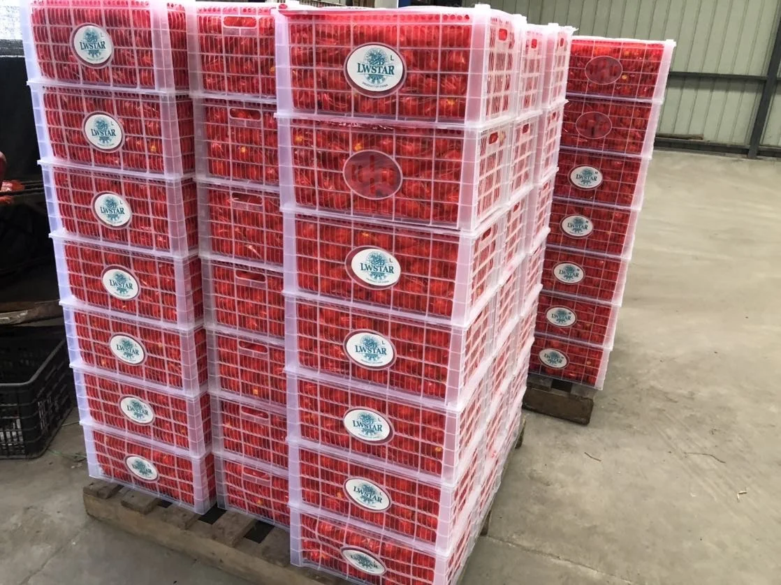 2020 new crop sweet taste fresh baby mandarin