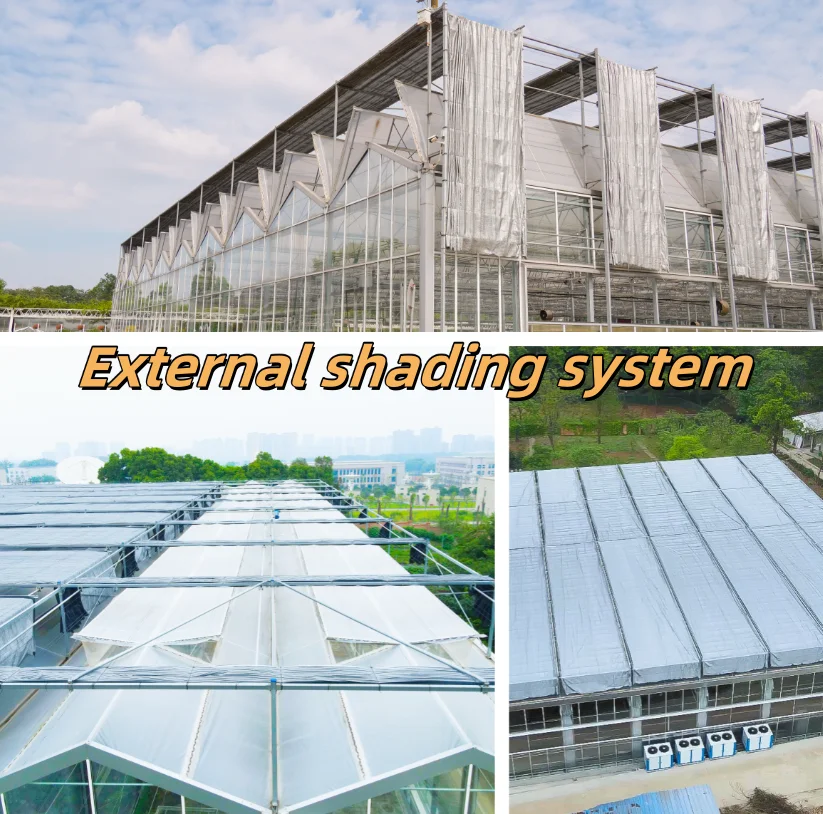 Jiapei Tomato Green House Large Hydroponics Multi-span Film Sheet Greenhouse with Tomato Growing System Large Large Solar Fans
