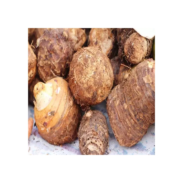 Высокое качество цена, торговые поставщики упаковки, импортные натуральные чистые свежие овощи, растение Taro из египта