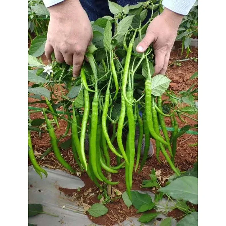 Factory Direct Supply Hybrid F1 Green To Red Hot Red Pepper Seedsot Conditions