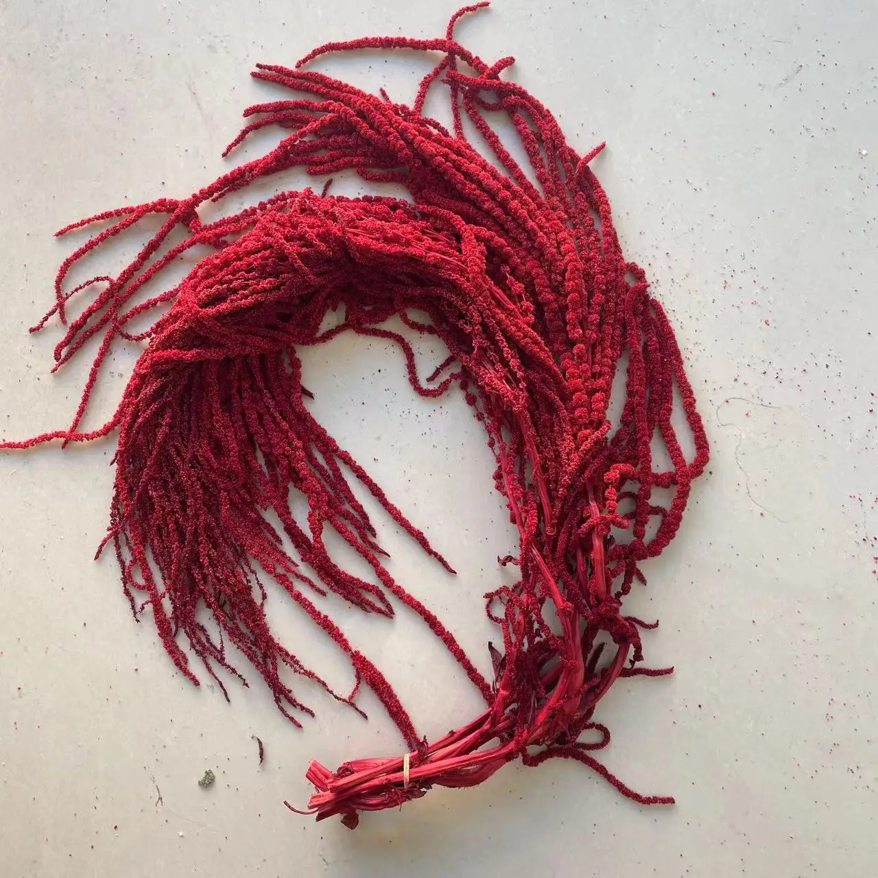 `Everlasting Preserved Amaranth Hot Selling Eternal Amaranthus spp Flower Hang Flowers