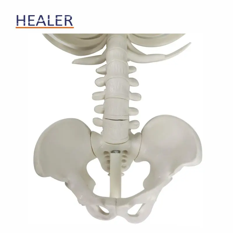 85cm human plastic skeleton anatomical model, advanced bendable bone model