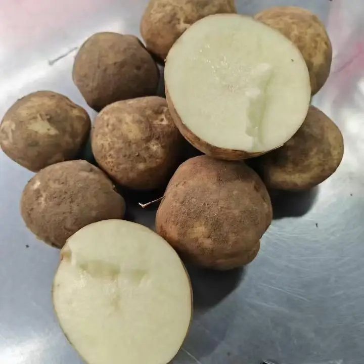 China New Harvest Fresh Organic Yellow Potato Best Price Factory Whole Round Seeds