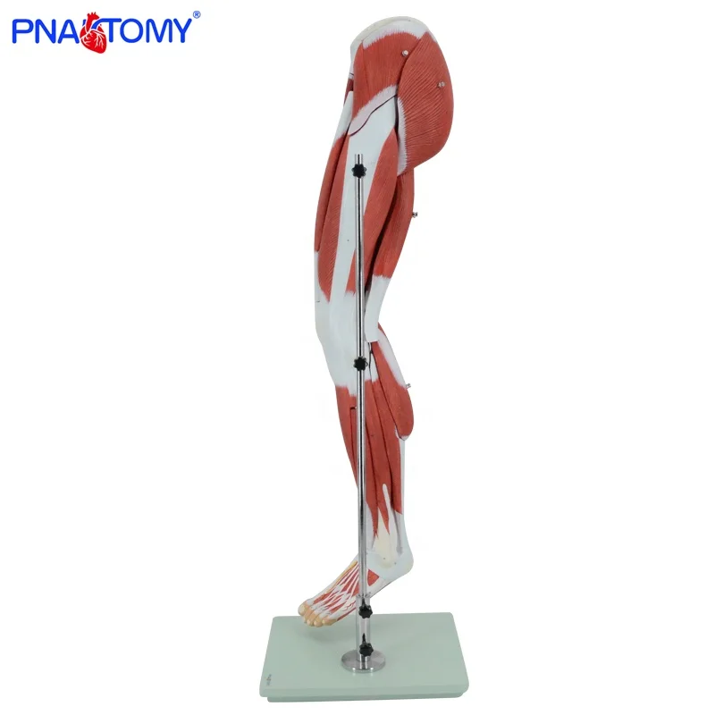 Человека, мускулатуры ног модель PNT-0332 медицинская наука анатомическая модель медицинской школы анатомические демонстрации изображение 35*28*114 см