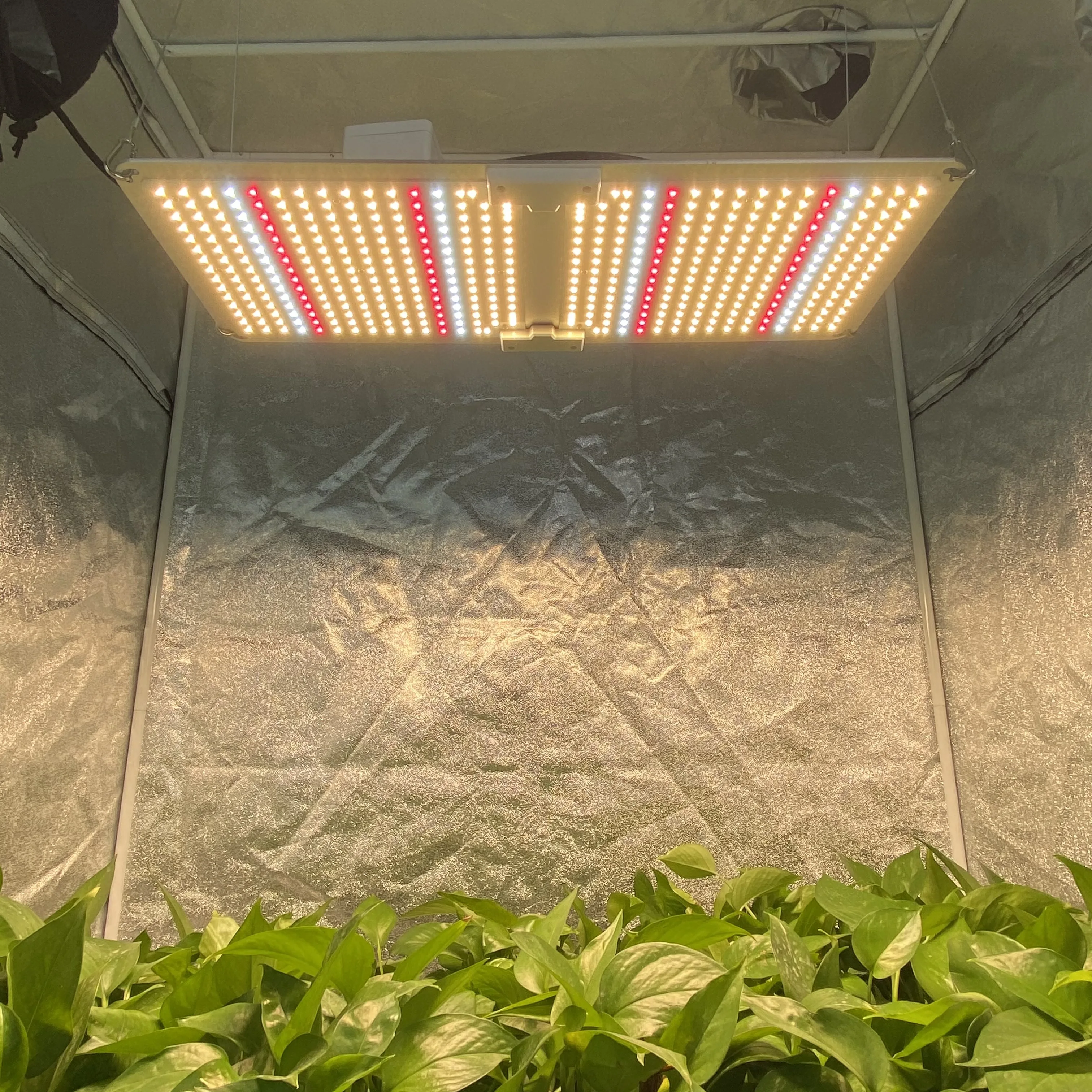 
Cretivity Customized Full Spectrum 240w LED Grow Lights Hydroponics Lighting 660nm Red Grow Light 