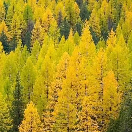 
Tree Plant Western Larch Tamarack Wild Flower Seeds Planting 