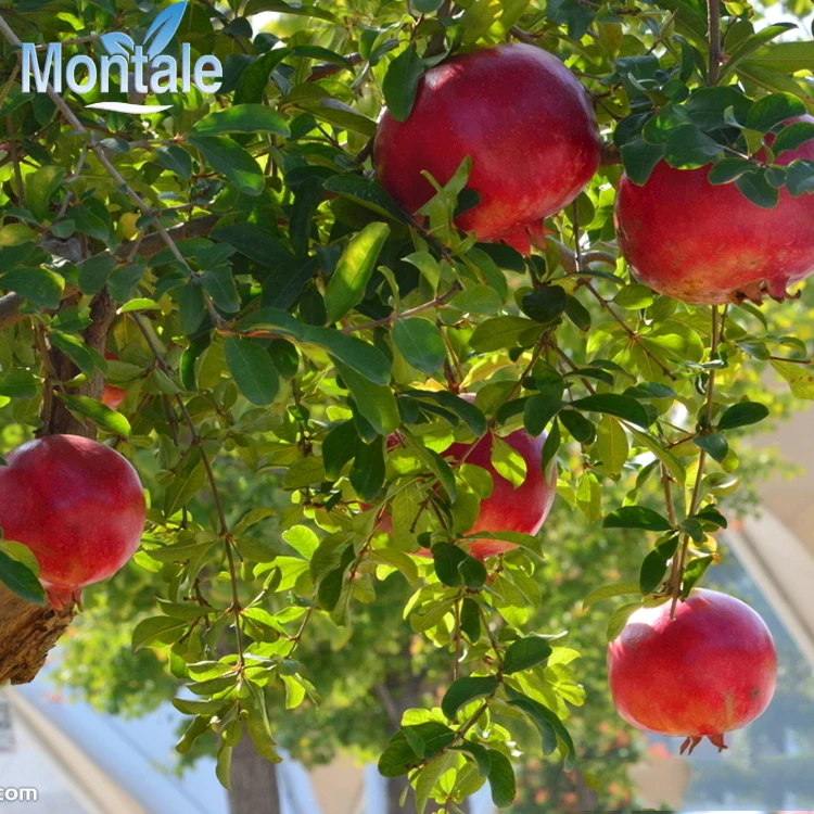 Новый Гранат corp, оптовая продажа, натуральные фрукты класса А, премиум красный гранат