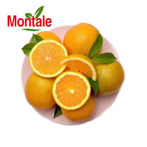 Hot Selling Fresh Citrus Fruits Navel Orange