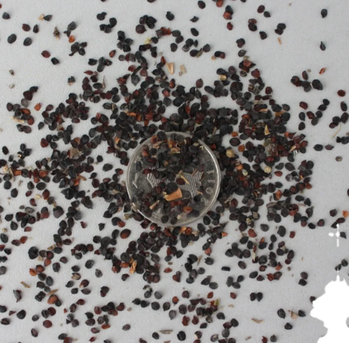 Beautiful flower seed mix colors Dianthus caryophyllus seeds