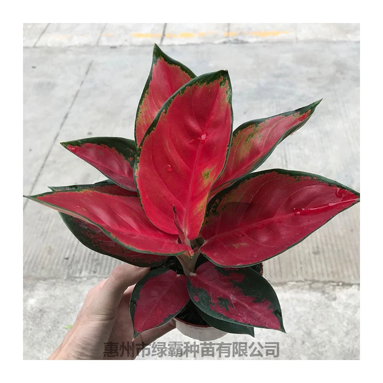  Заводская цена натуральное растение Тайланд красный Aglaonema
