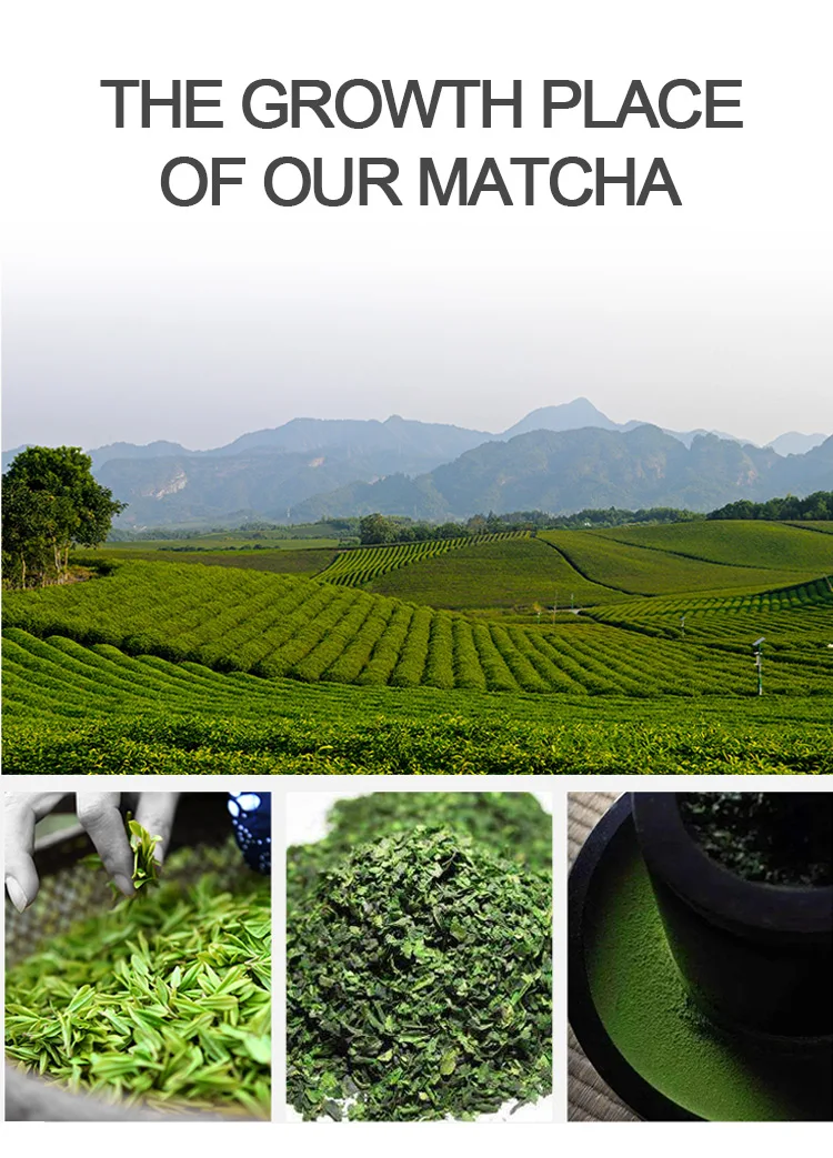 Organic Matcha Powder Hot Selling High Quality 100% Natural Green Tea Tea Drinks Jiangsu Province of China Matcha Making Tools
