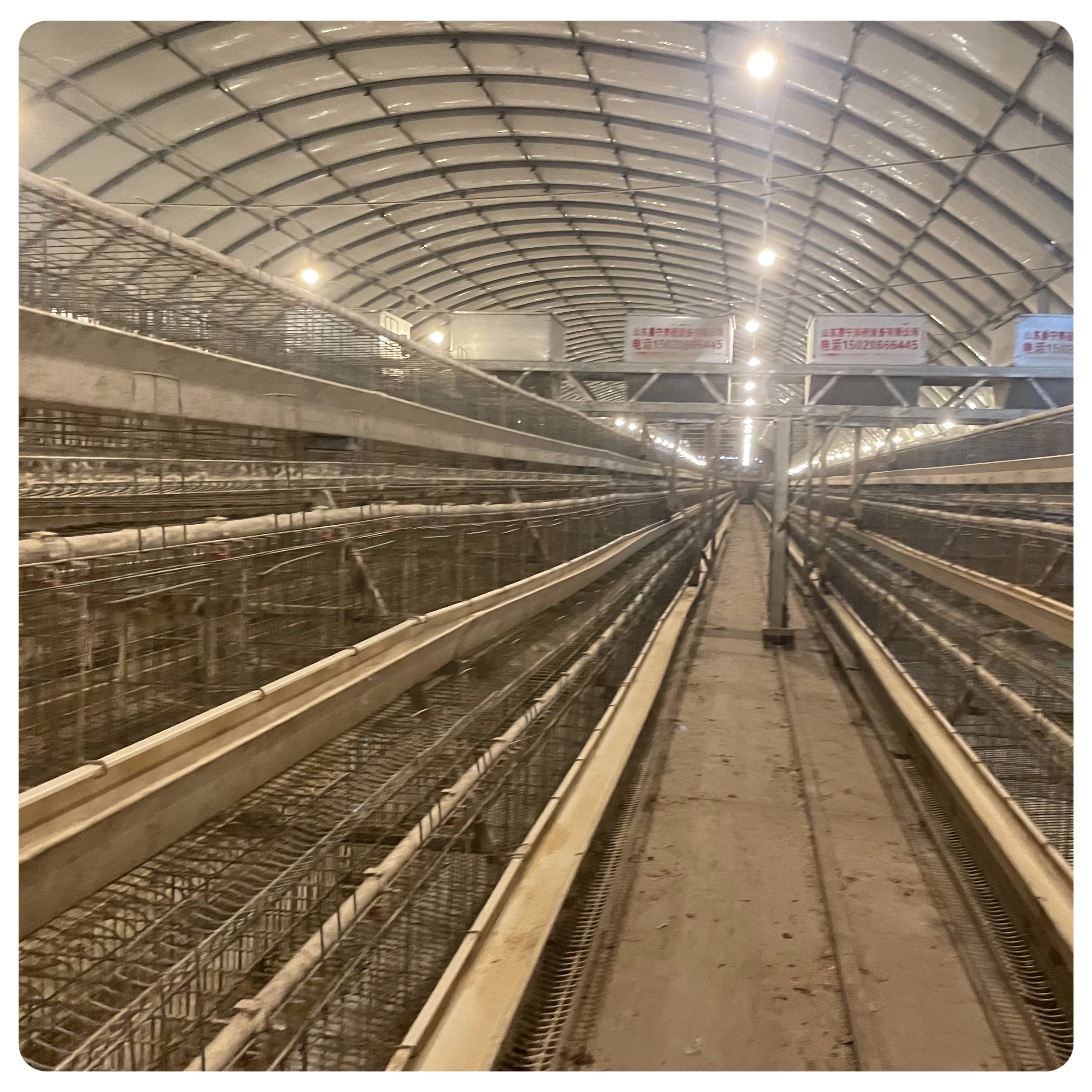 Laying hen Farm Poultry Farming Equipment Animal Feeder Egg Incubators Corn Grinding Machine for Sale