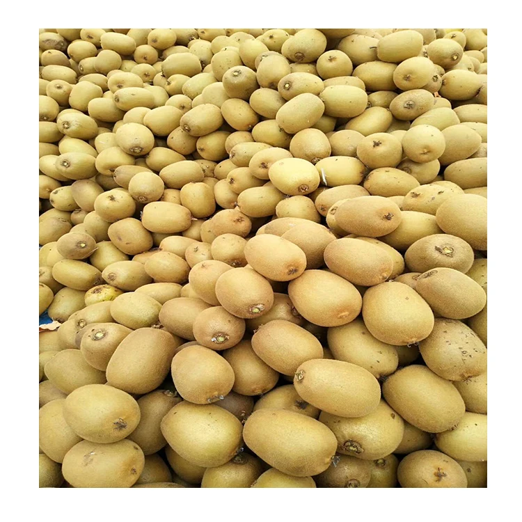 2021 wholesale gold Top Grade fresh kiwi fruit