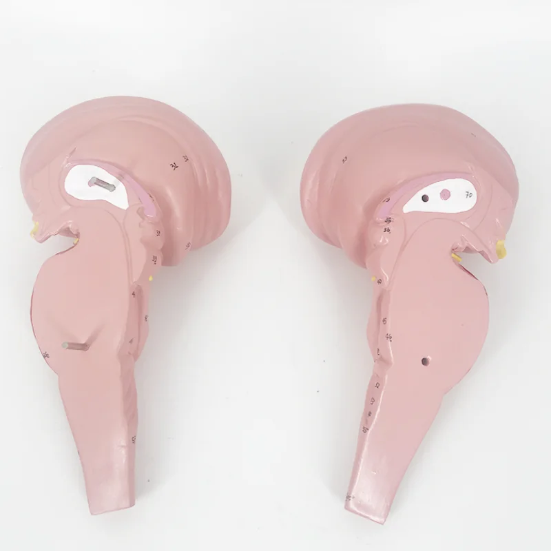 YA/N021 Natural Size Human Brainstem Model for Anatomy Research