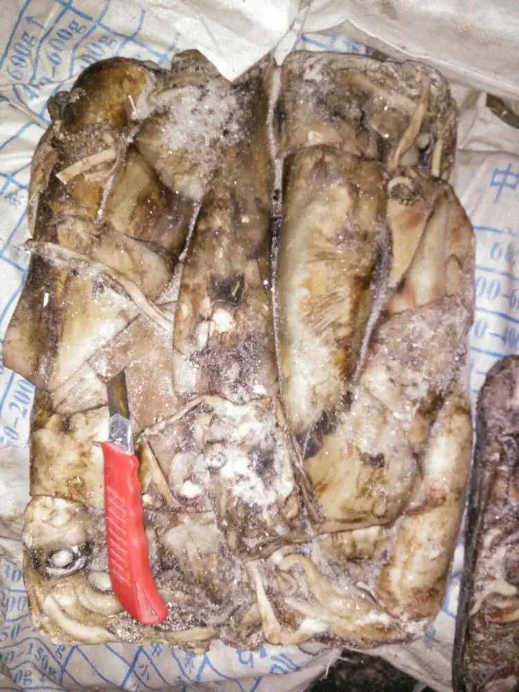 Giant Squid for bait