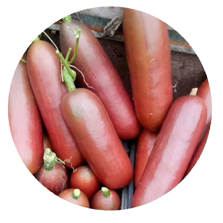 2021 новые свежие семена маниоки/сикана одорифера семена фруктов