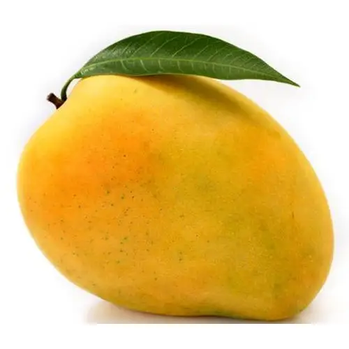 Sweet Yellow Mango Fresh Fruits With HIgh Quality Good Price TEJC For Wholesale From Srilanka
