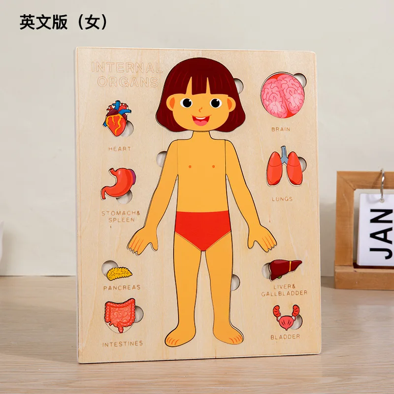 Wooden educational body organ structure puzzle montessori learning science puzzles body organ toys for girls and boys
