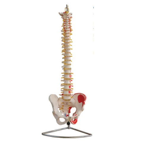 Заводского изготовления, MKR-104C медицинский анатомические модели с цветными костей