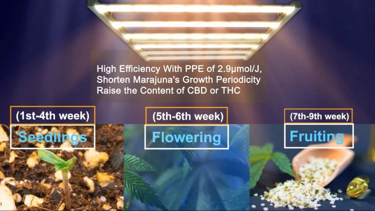 5 year 600w 640w 1000w Greenhouse Indoor Plants Growing led grow light full spectrum