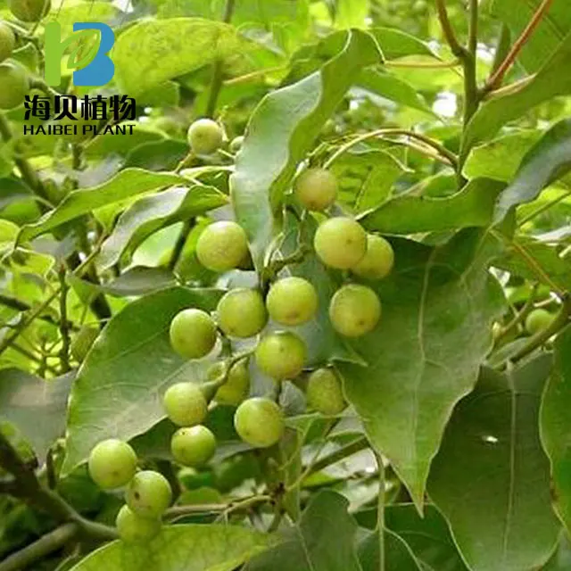 
High quality camphor powder natural 