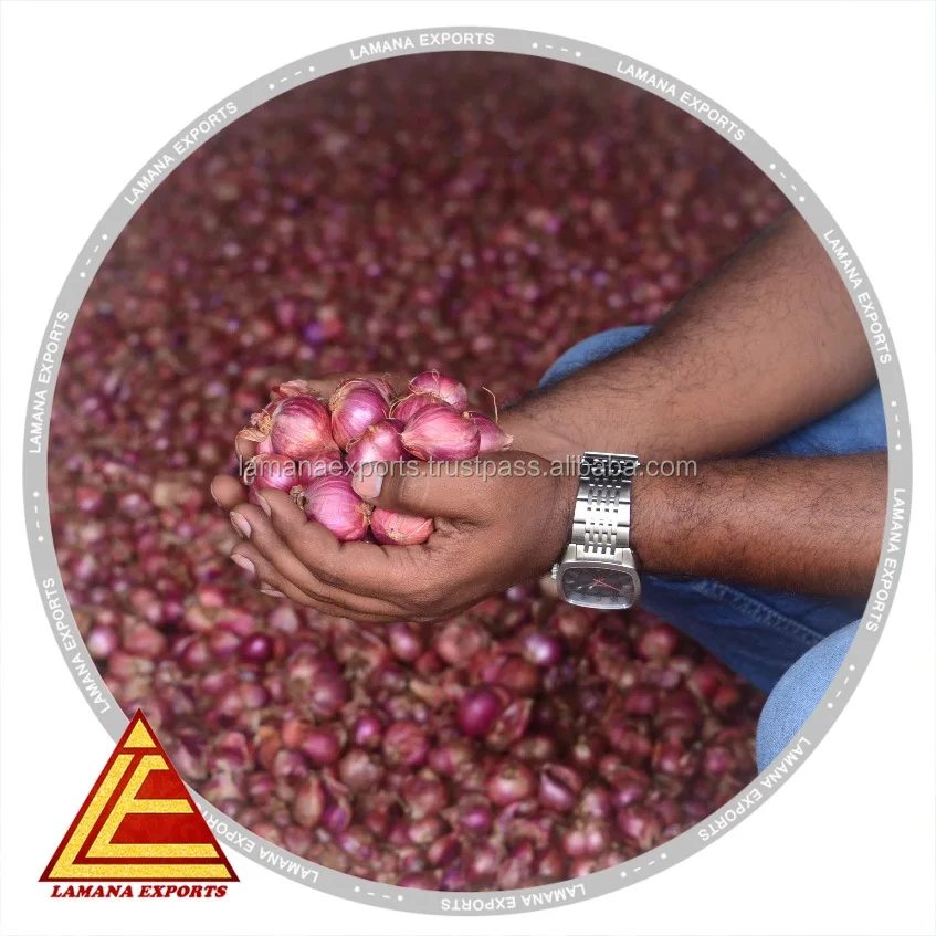 Podisu Onion New Crop for Export Malaysia Singapore