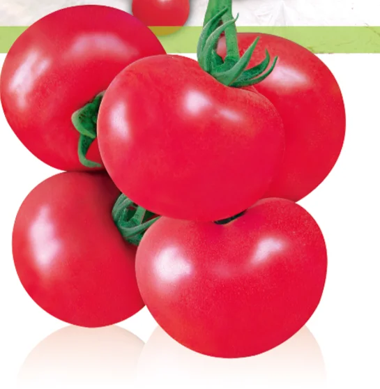 Limited HD4 томатные семена красный круглый томатные семена