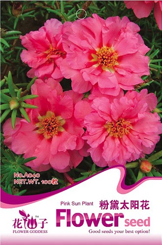 
Beautiful Garden View Pink Portulaca Grandiflora Sun Plant 