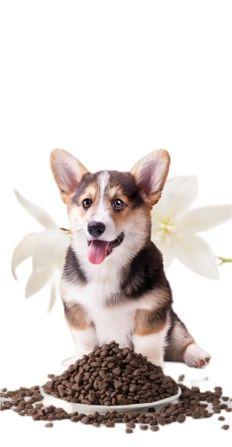 Free Sample Organic Pet Food Halal Wholesalers Freeze Dried Weight Gain Special Dry Cat Dog Food