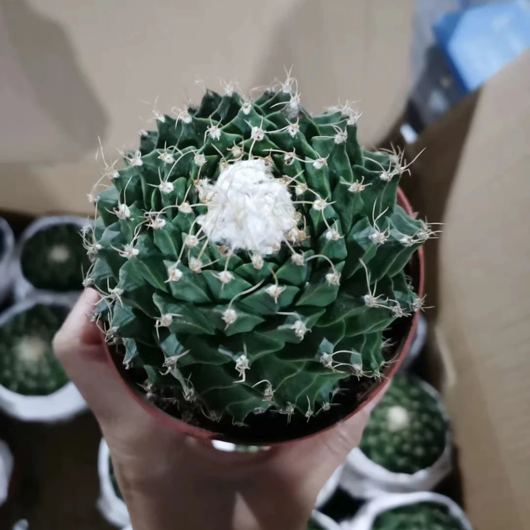 
Wholesale cactus bonsai tree Succulent Plants indoor plant cactus tree 