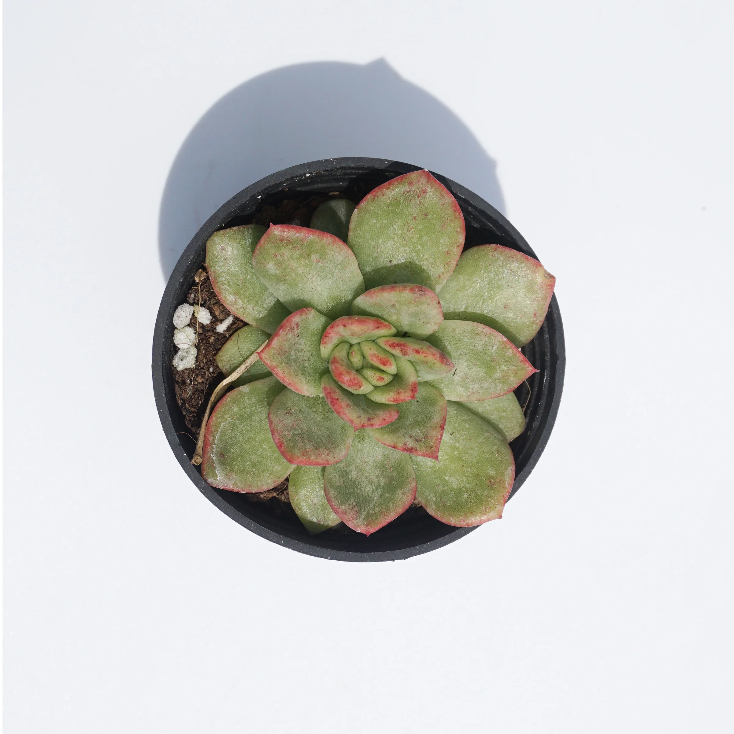 Factory direct supply of suculentas natural wholesale mini aquatic succulent plant