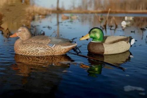 Mallard Duck (4).jpg